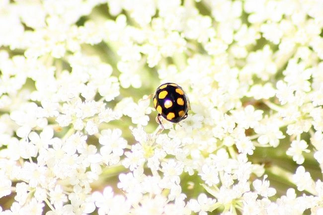 coccinella 2 da ID